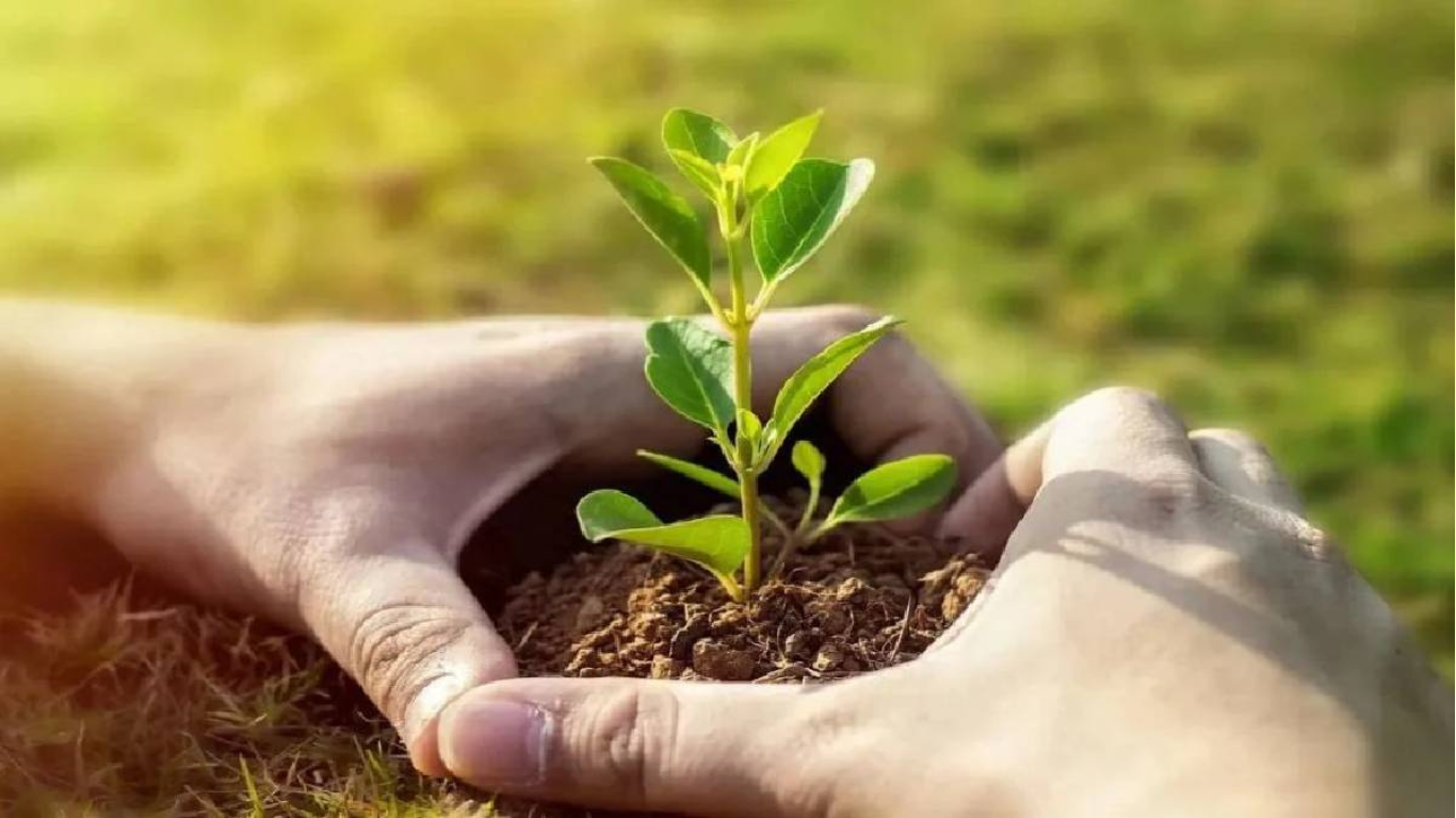 🌳 “ग्रीन स्कोअर बोर्ड — वृक्षसंख्या आणि लक्ष्य दाखवणे”